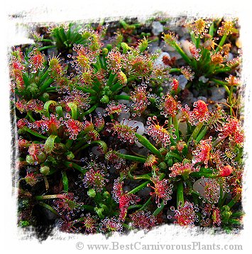 Drosera meristocaulis {north west plateaus of Cerro Neblina, border Brazil-Venezuela} / 2+ plants