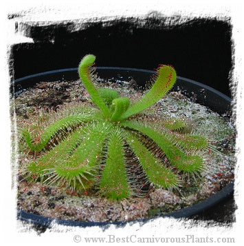 Drosera pauciflora (20 seeds)