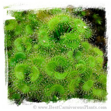 Drosera peltata {Mt. Tricora, New Guinea} / 2+ tubers, 1-3 mm *BCP Import*
