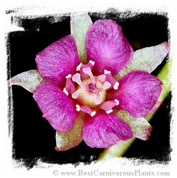 Drosera prolifera / 3+ plants *BCP Import* *Bonus Eligible*