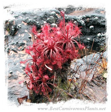 Drosera roraimae {Akopan Tepui, Chimanta Massif, Venezuela} / 2+ plants