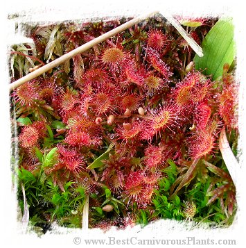 Drosera rotundifolia {Trebon area, Southern Bohemia, Czech Republic} (25 seeds)