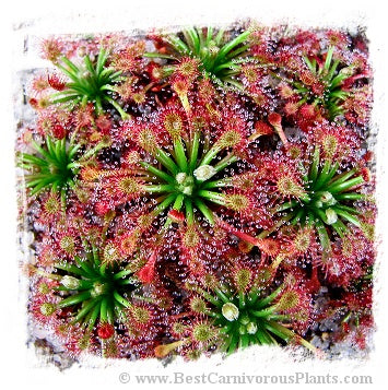 Drosera solaris {Mt Maringma-tepui, Pakaraima Mountains, Guyana} / 2+ plants *BCP Import* *Bonus Eligible*