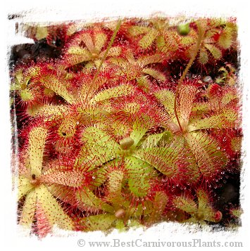 Drosera trinervia {PV 860, Stromsvleikloof, 150 km E from Cape Town, SA} (15 seeds)