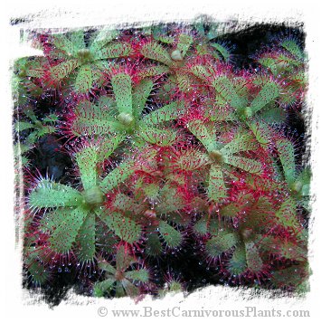Drosera trinervia {Toitskloof Pass, South Africa} (15 seeds)
