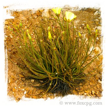 Drosophyllum lusitanicum {mixed Portugal - Spain populations} (10 seeds) *BCP Import*