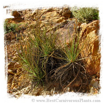 Drosophyllum lusitanicum {near Cortes de la Frontera, Andalusia, Spain} (6 seeds) *BCP Import*