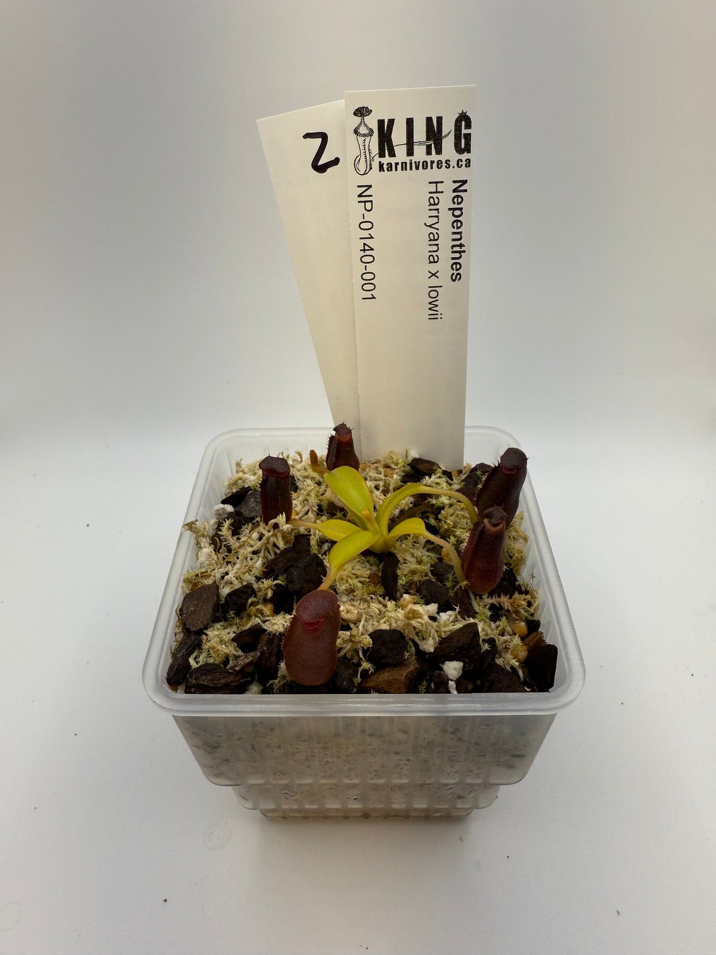 Nepenthes Harryana x lowii