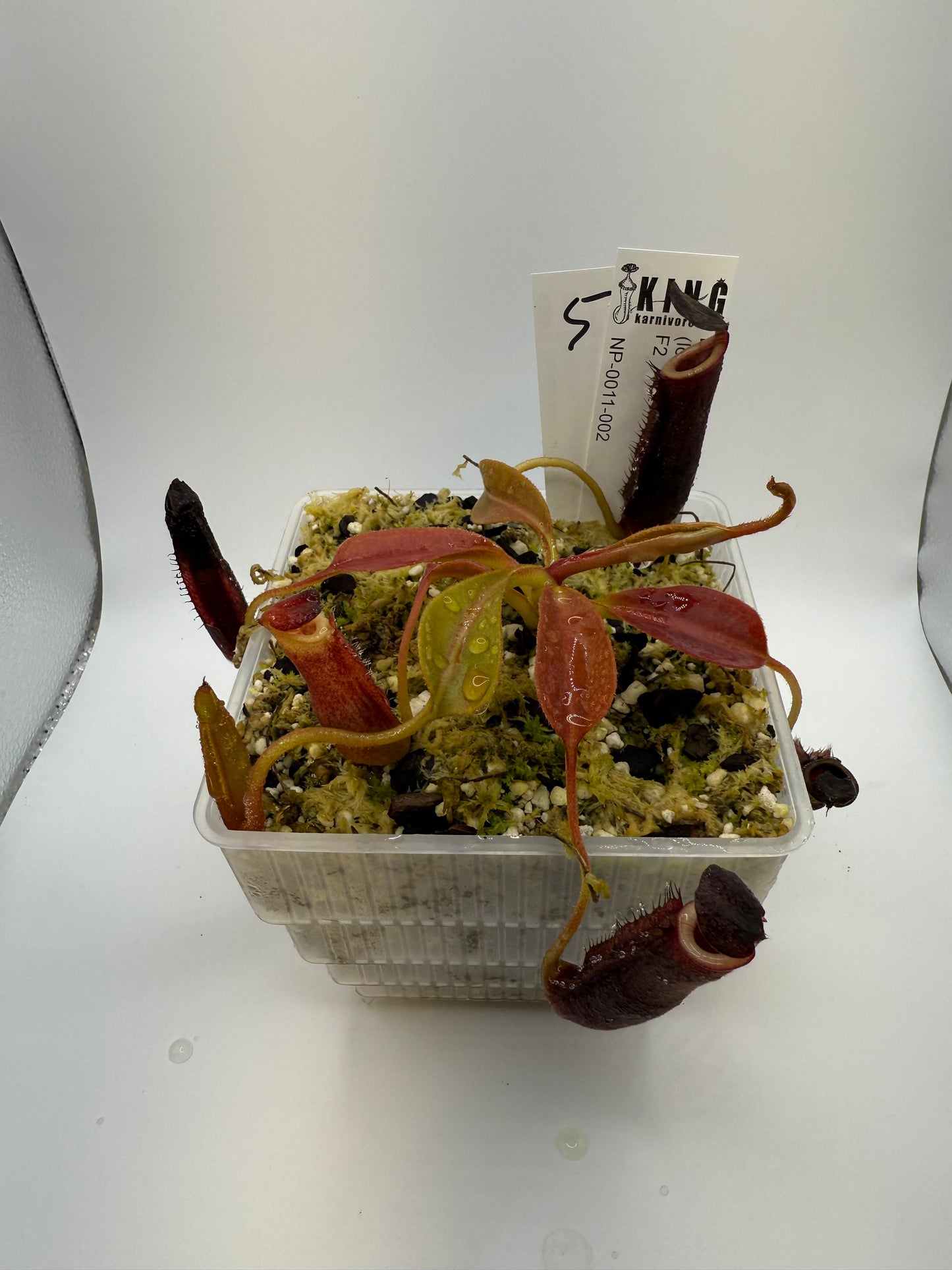 Nepenthes (lowii x veitchii) x boschiana F2