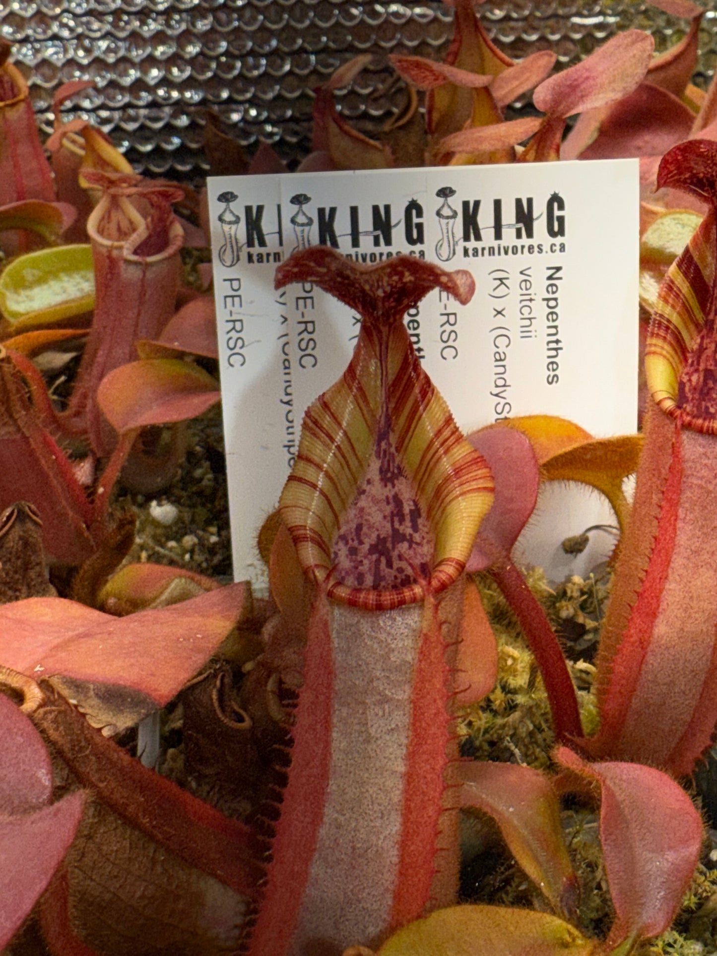 Nepenthes veitchii (K) x (CandyStripe x Candy)