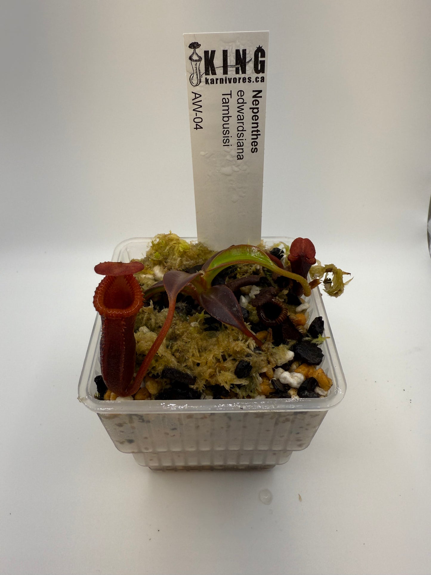 Nepenthes edwardsiana (Tambuyukon)