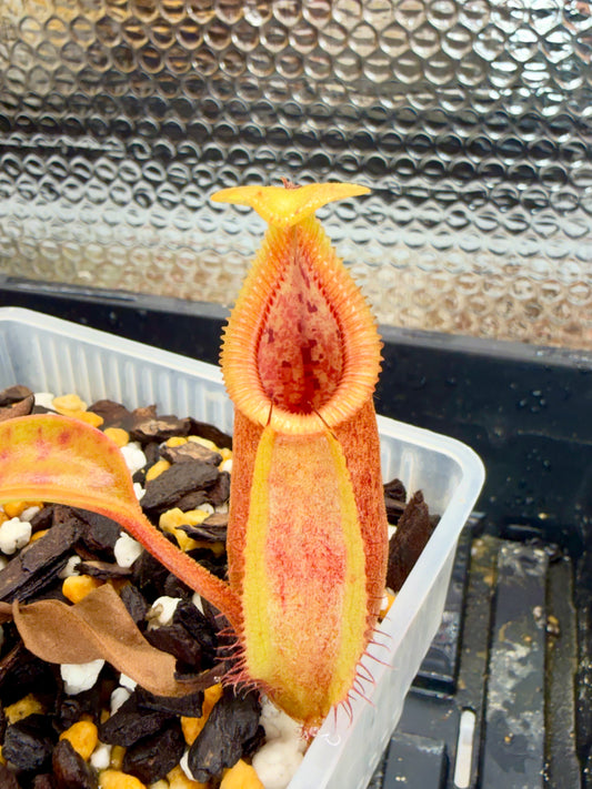 Nepenthes robcantleyi x diabolica