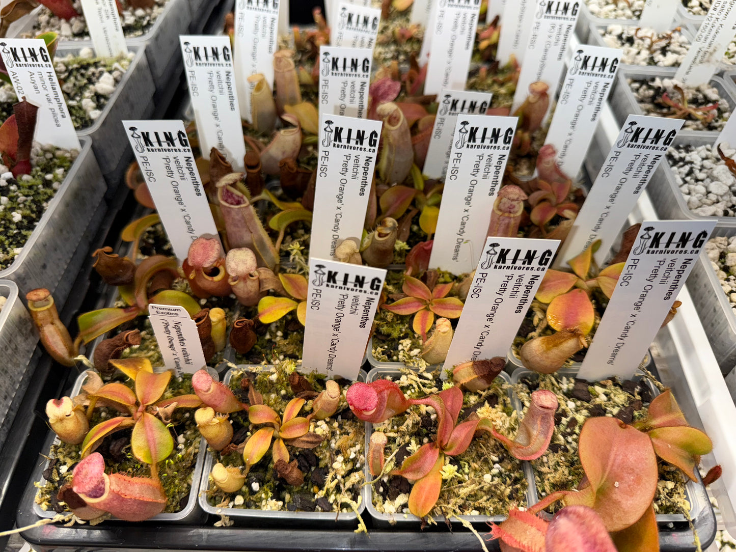 Nepenthes veitchii 'Pretty Orange' x 'Candy Dreams'