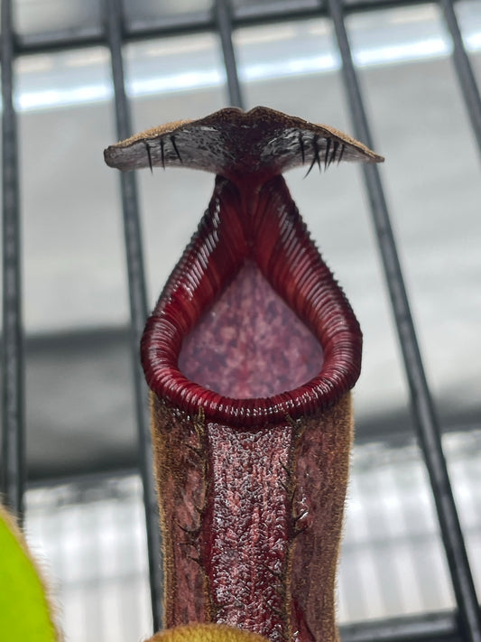 Nepenthes lowii Mulu (clone 7) x klossii