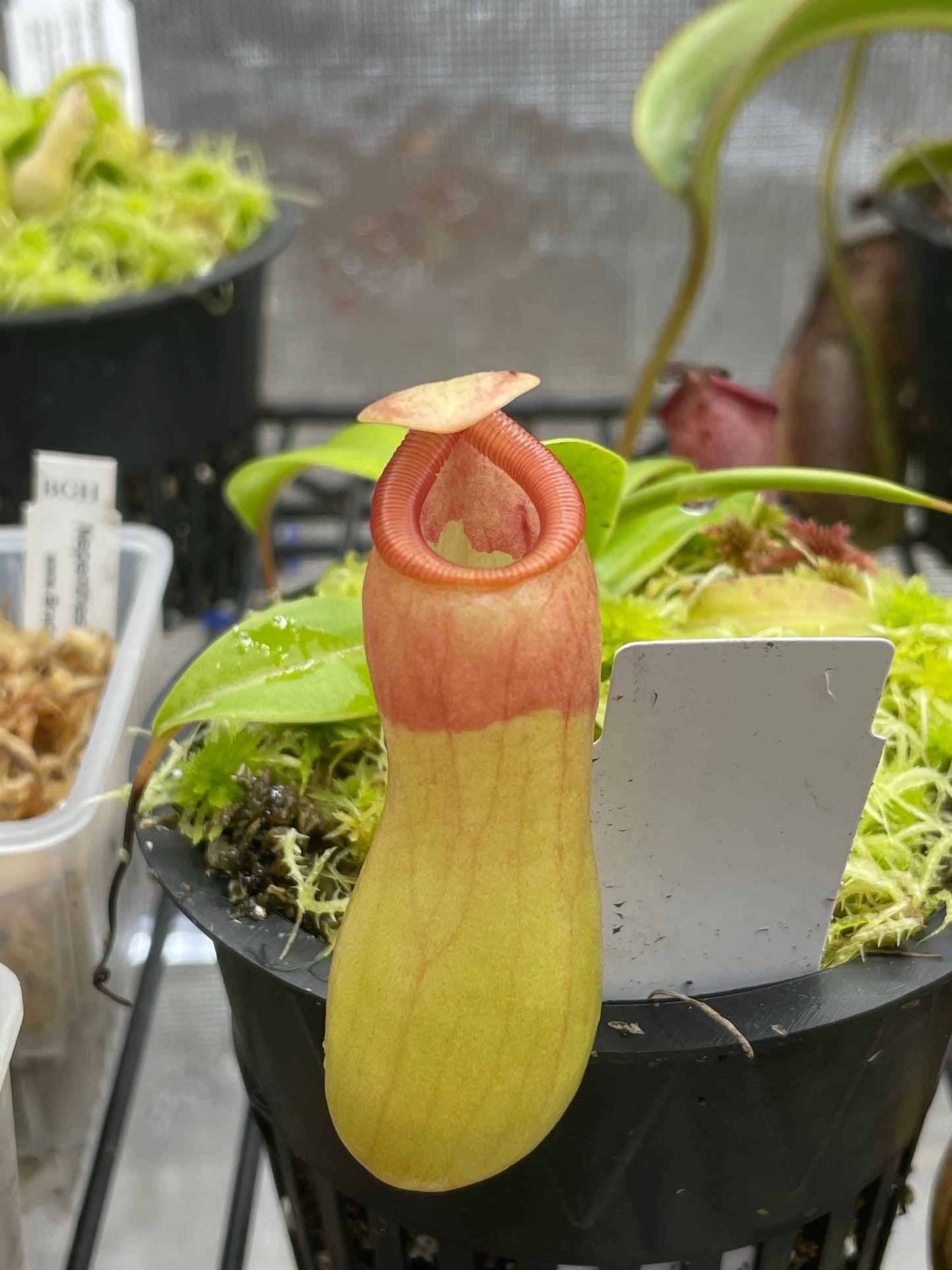 Nepenthes ventricosa "Porcelain" / "Alba"
