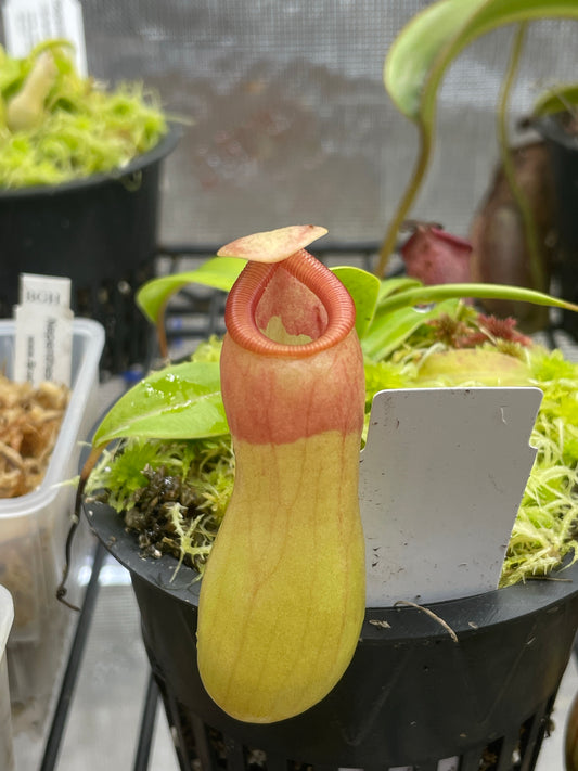 Nepenthes ventricosa "Porcelain" / "Alba"