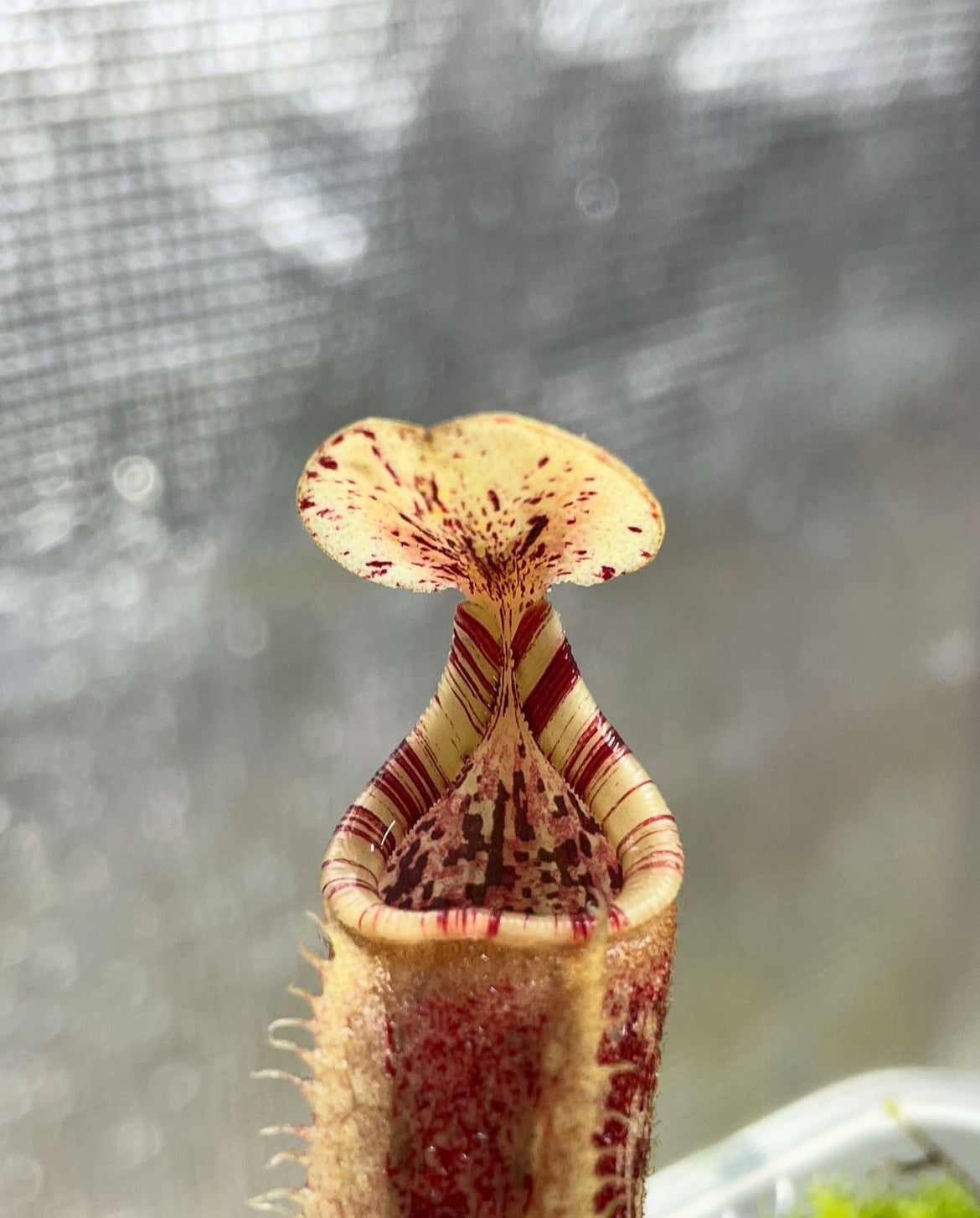 Nepenthes robcantleyi x mollis