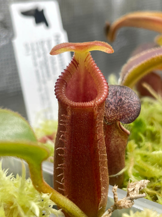 Nepenthes x Trusmadiensis (G. Trusmadi, Borneo)