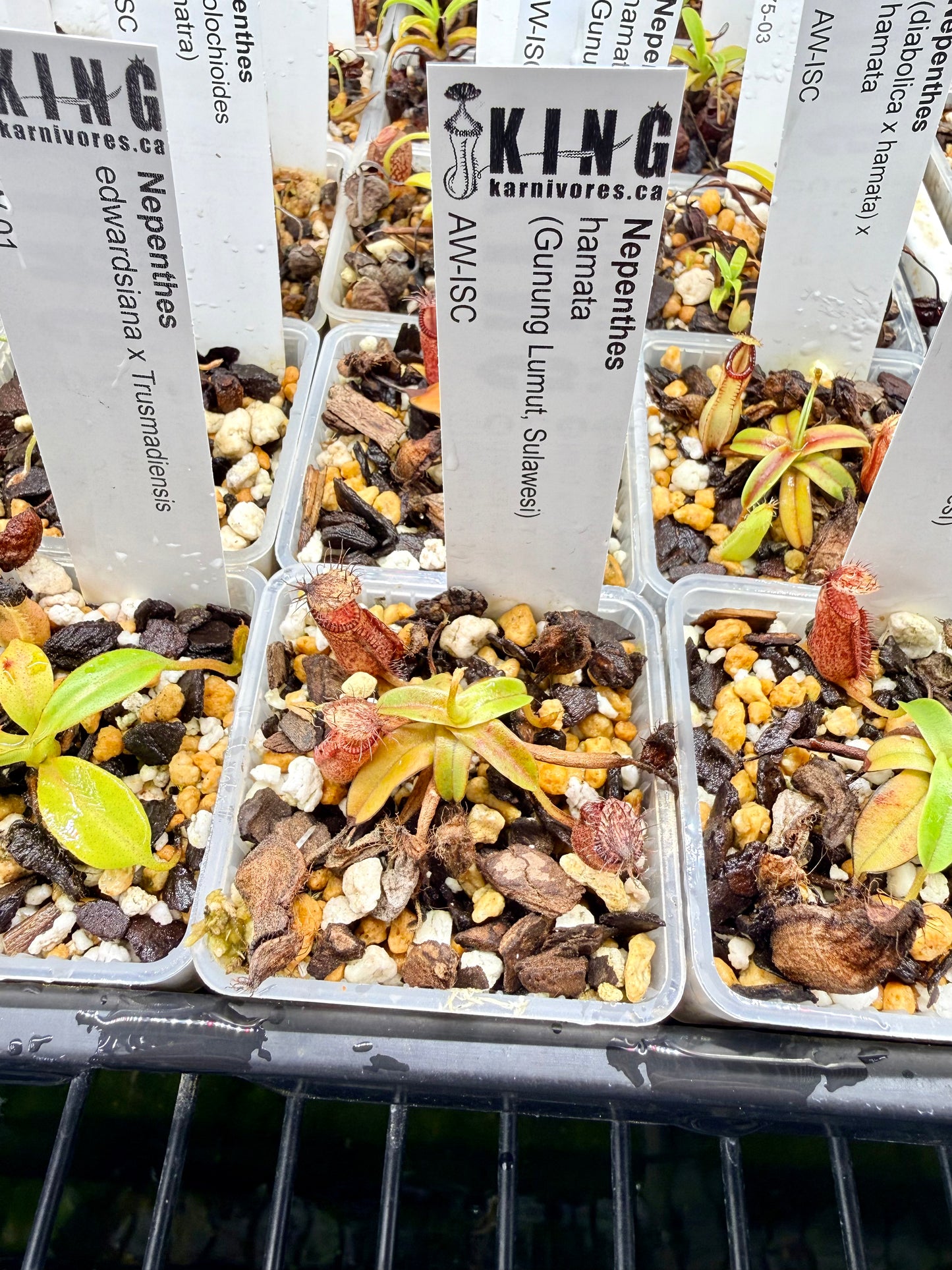 Nepenthes hamata (Gunung Lumut, Sulawesi)