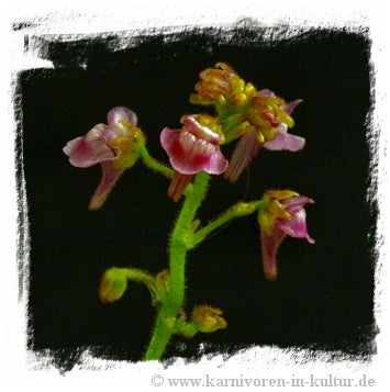 Genlisea margaretae and/or G. glandulosissima {mixed, north of Mansa, Zambia, 1280 m}