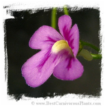 Genlisea violacea {Couto de Magalhaes de Minas, MG, Brazil} *BCP Import*