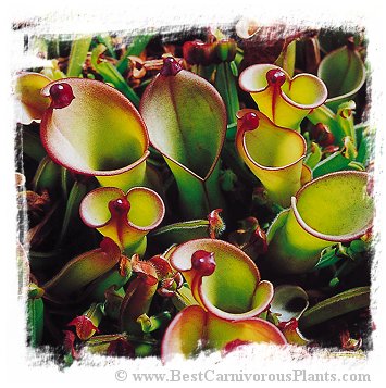 Heliamphora heterodoxa x ionasii / 2+ plants, size 5-10 cm