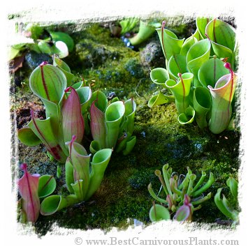 Heliamphora minor / 2+ plants, size 3-8 cm
