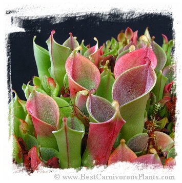 Heliamphora minor {Auyan Tepui, Venezuela} (7 seeds)