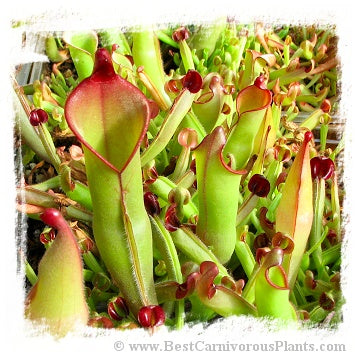 Heliamphora purpurascens {mix of clones with sarracenioides, Ptari Tepui, Venezuela} / 3+ juvenile plants, size 3-6 cm