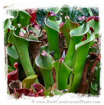 Heliamphora tatei var. tatei {Cerro Marahuaca, Venezuela} / 2+ plant, size 3-8 cm