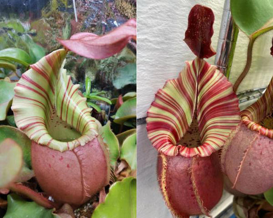 Nepenthes veitchii 'Pretty Orange' x 'Candy Dreams'