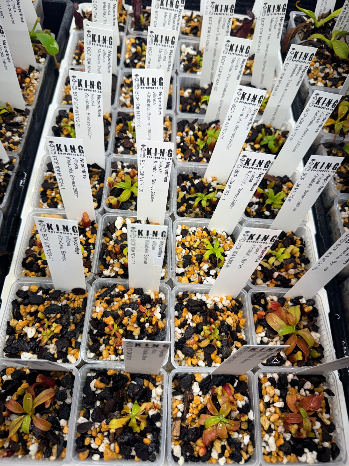 N. villosa (Kinabalu)