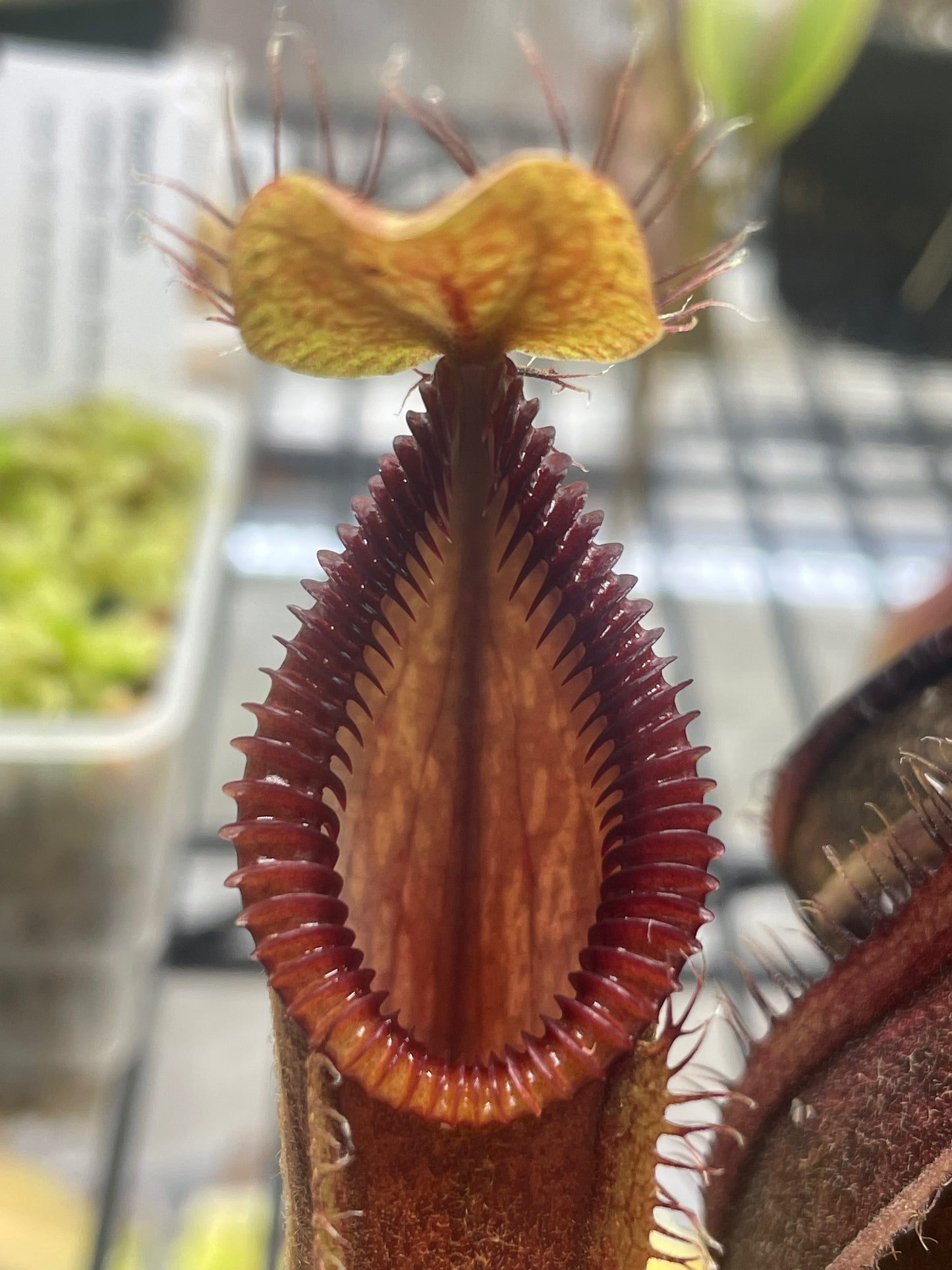 Nepenthes diabolica x hamata (x Smilodon)