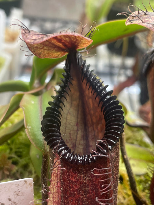 Nepenthes diabolica x hamata (x Smilodon)
