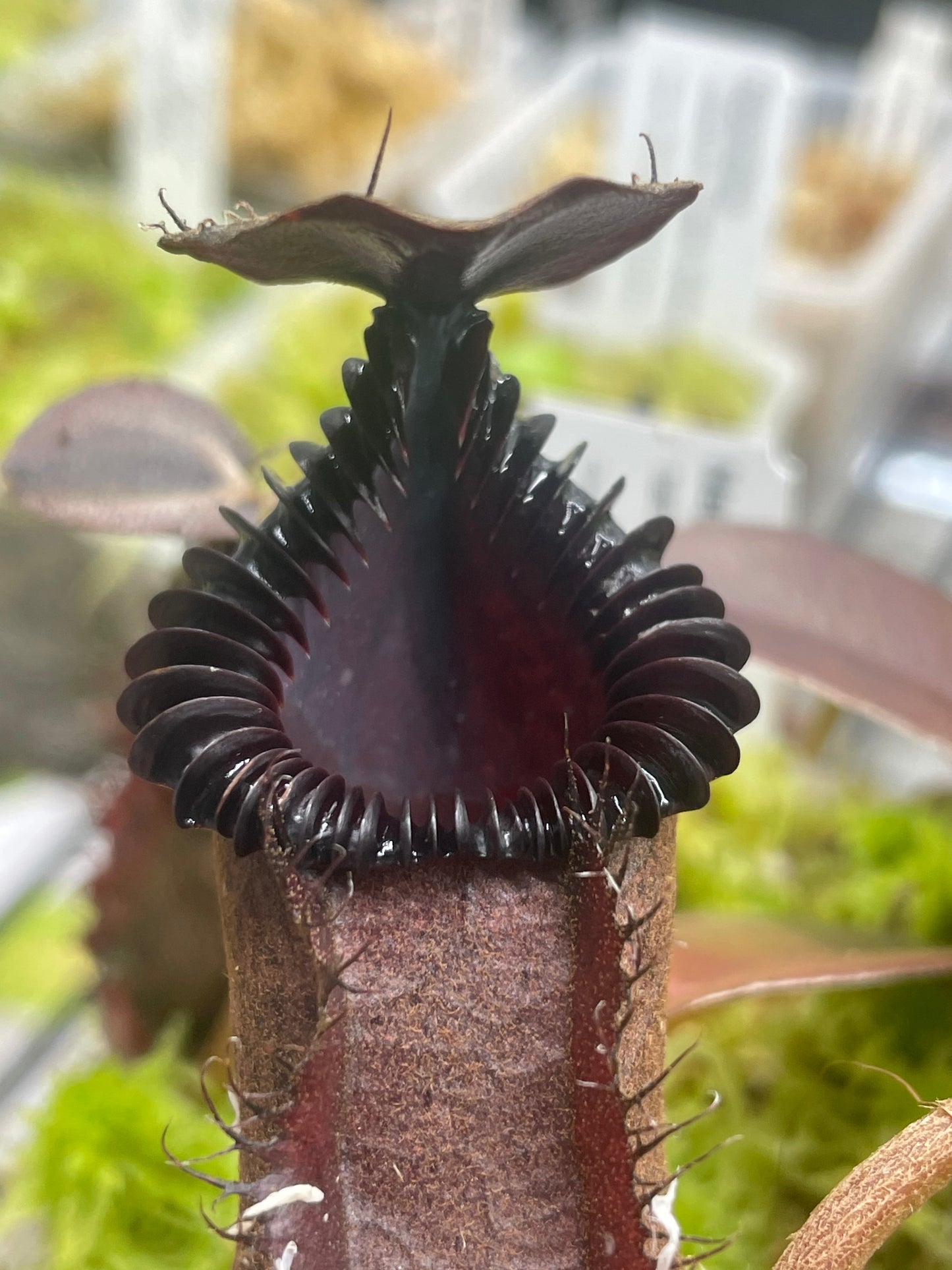 Nepenthes hamata x edwardsiana