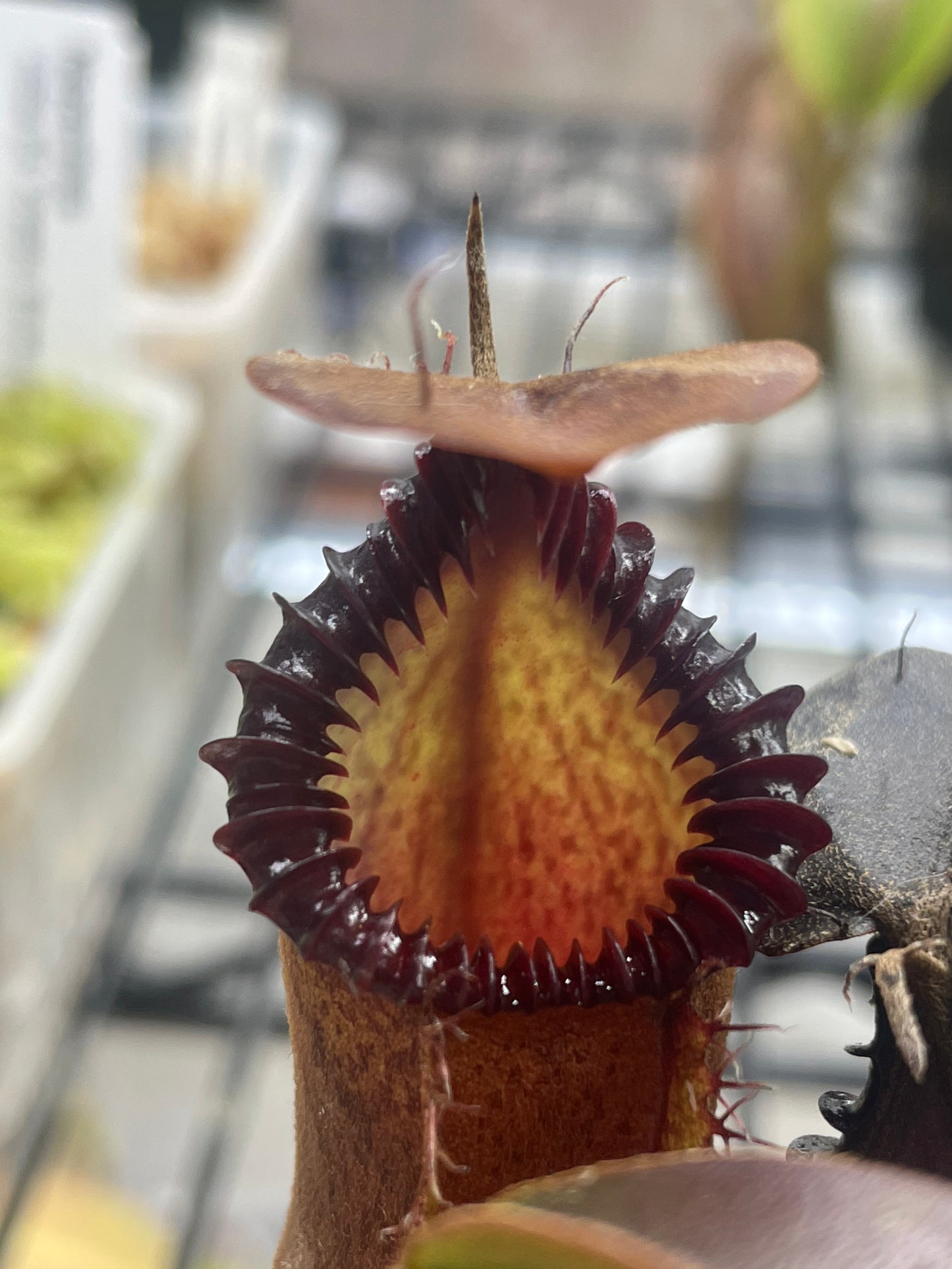 Nepenthes hamata x edwardsiana
