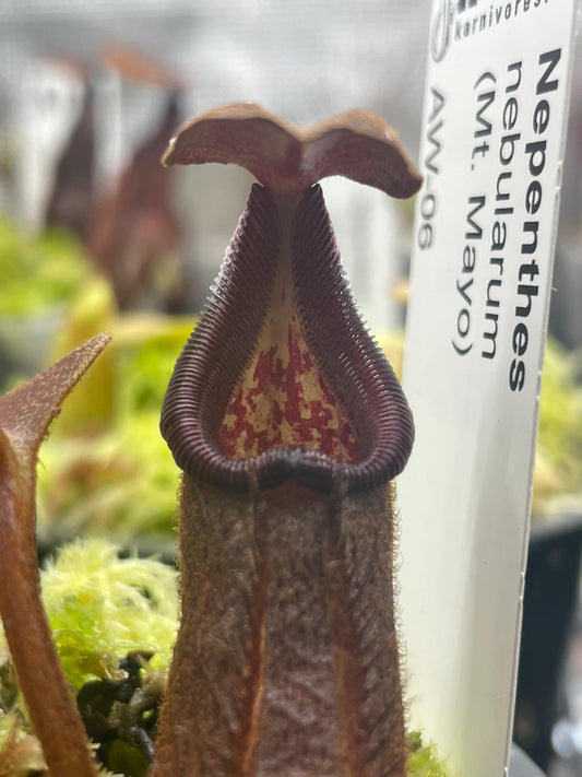 Nepenthes nebularum (Mt. Mayo)