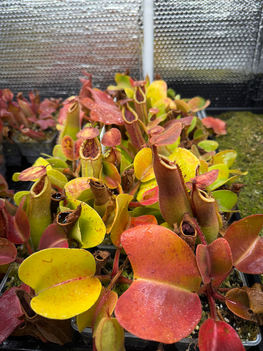 Nepenthes truncata