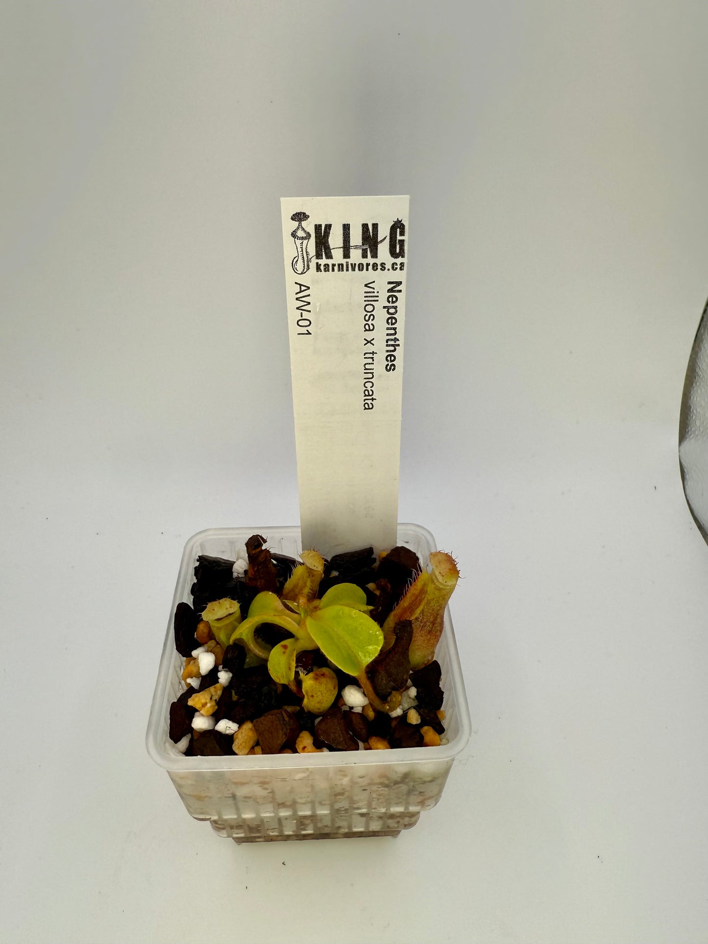 Nepenthes villosa x truncata