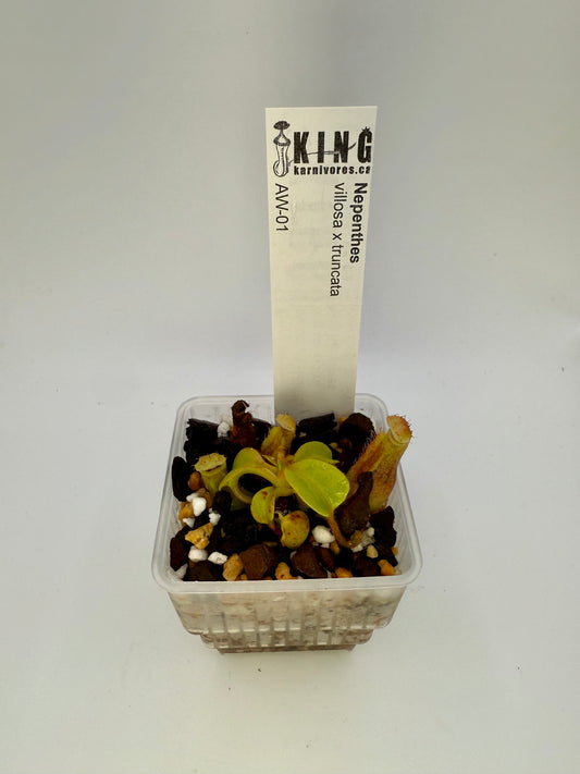 Nepenthes villosa x truncata