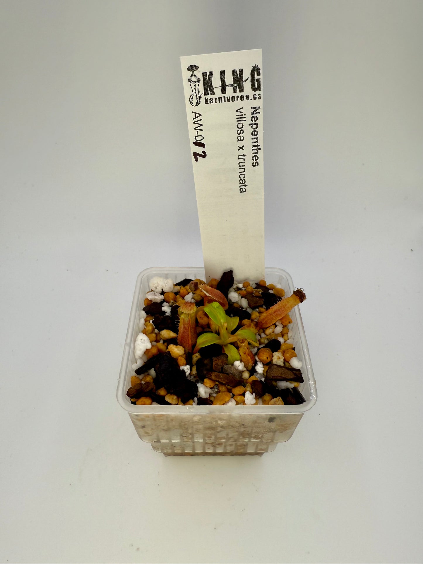 Nepenthes villosa x truncata