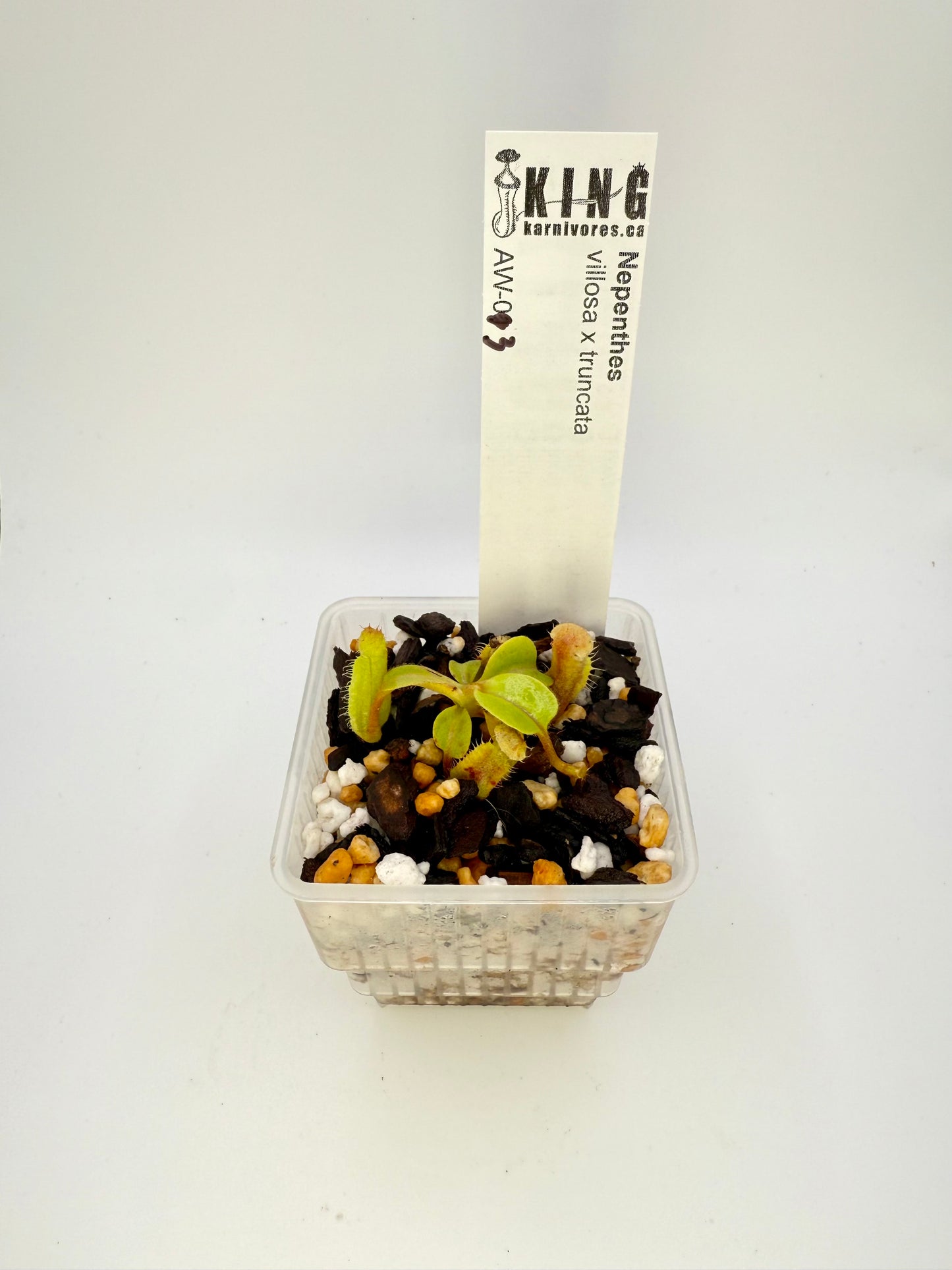 Nepenthes villosa x truncata