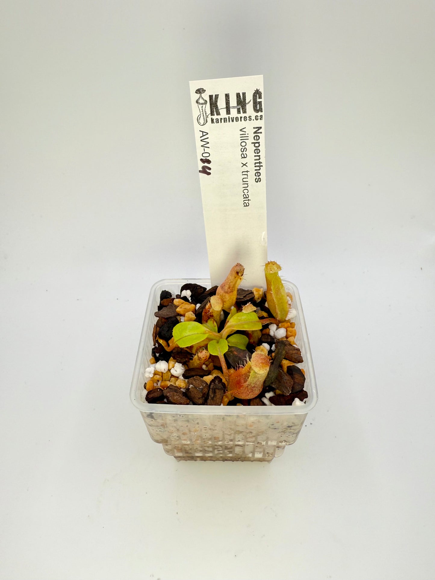 Nepenthes villosa x truncata