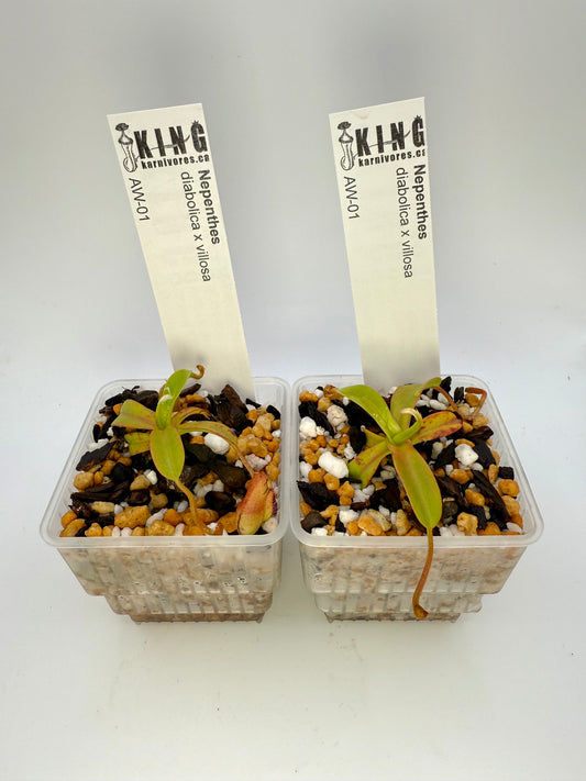 Nepenthes diabolica x villosa