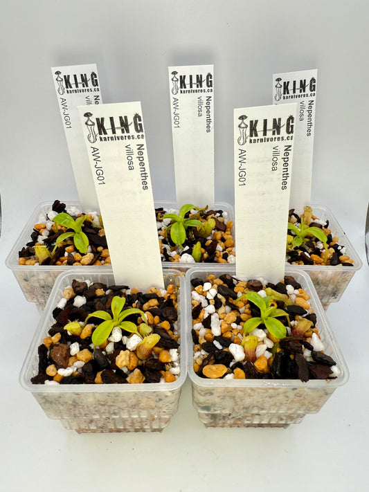 Nepenthes villosa (Mt. Kinabalu, Borneo)