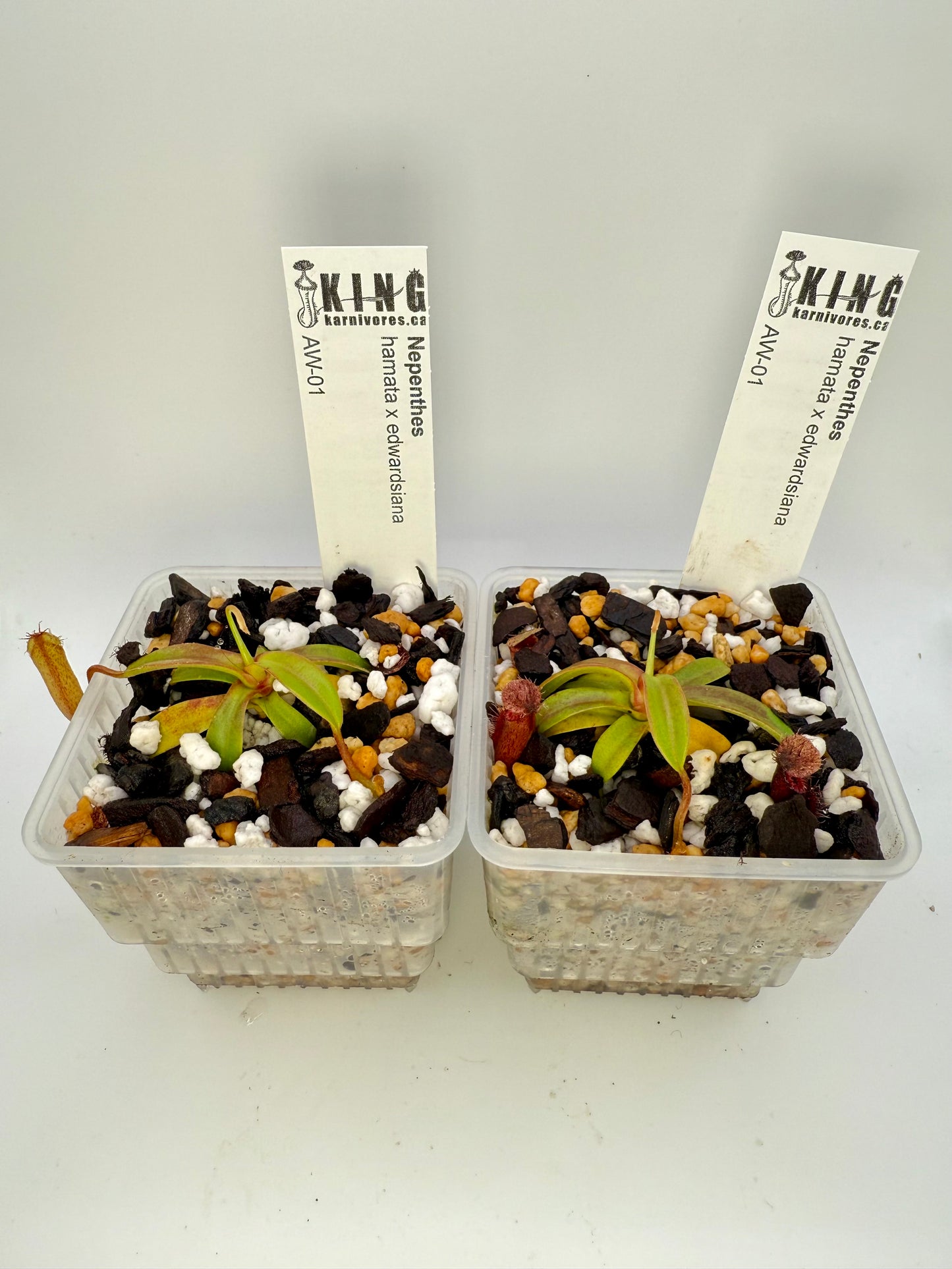 Nepenthes hamata x edwardsiana