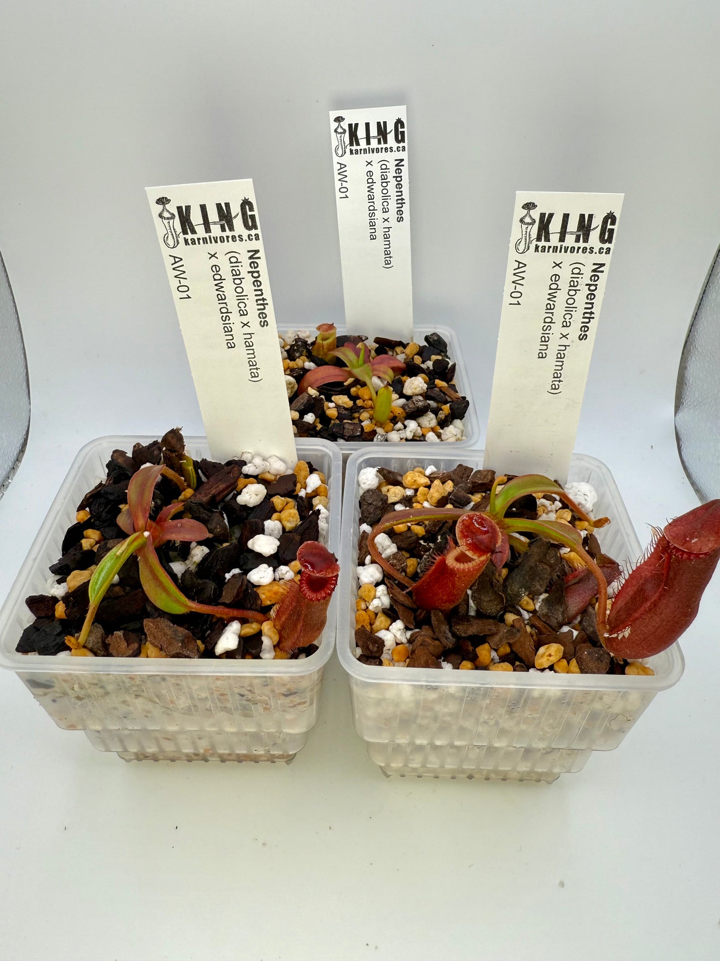 Nepenthes (diabolica x hamata) x edwardsiana