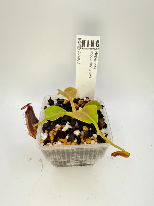Nepenthes robcantleyi x lowii