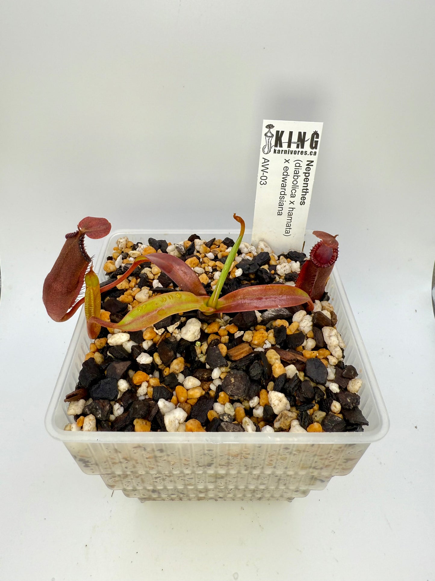 Nepenthes (diabolica x hamata) x edwardsiana