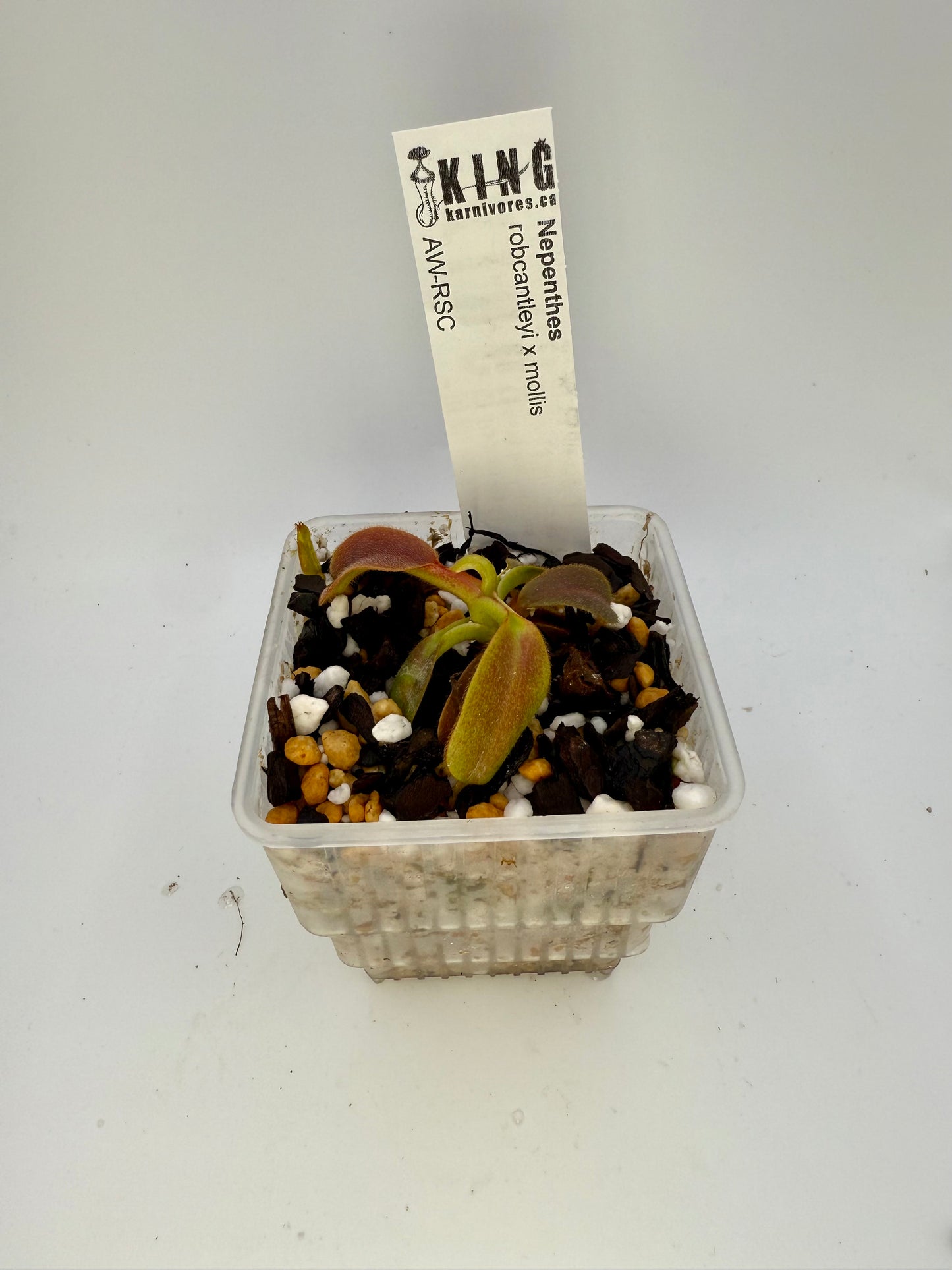 Nepenthes robcantleyi x mollis